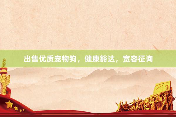 出售优质宠物狗,健康豁达,宽容征询